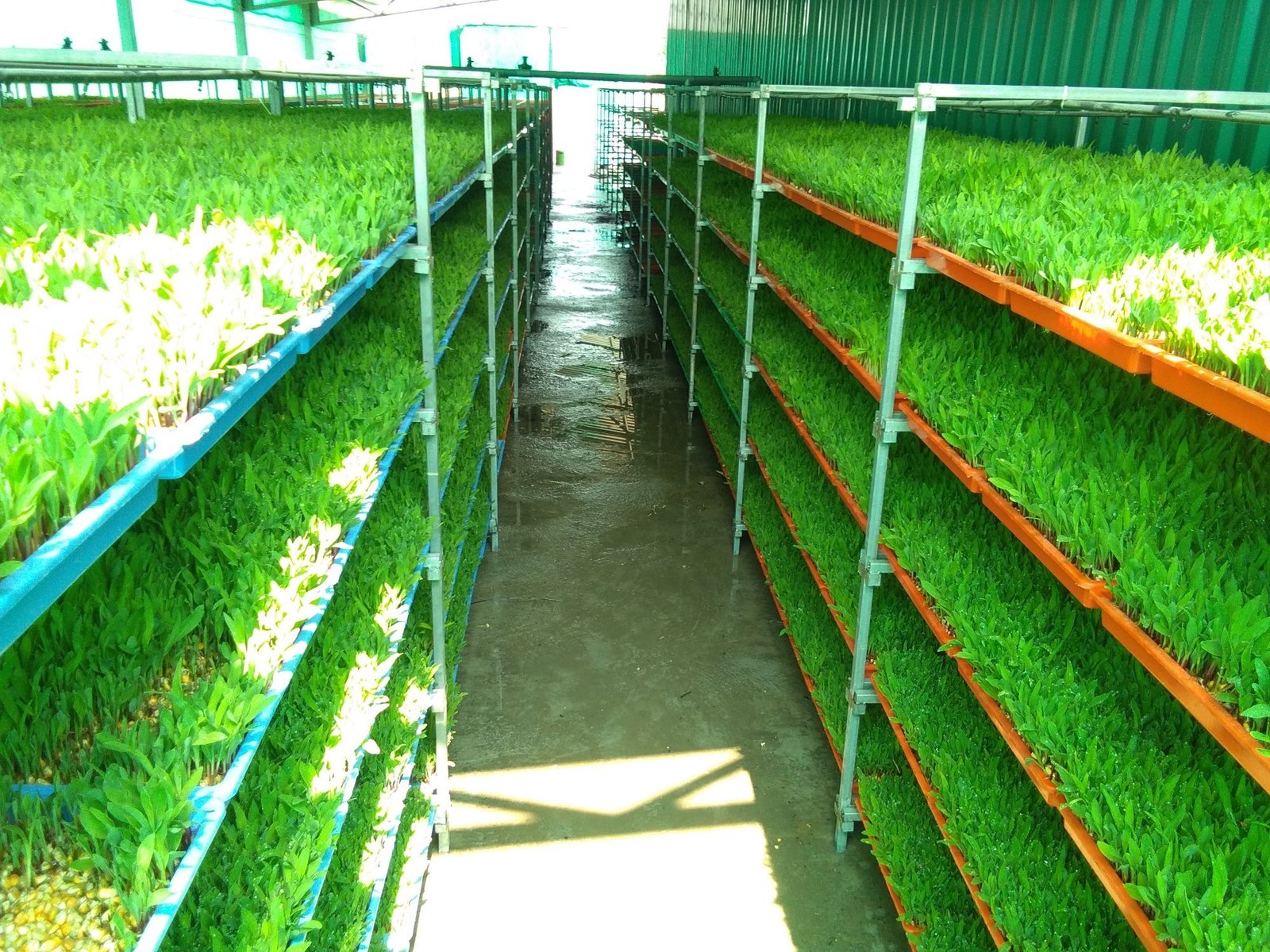 Hydroponic Fodder System